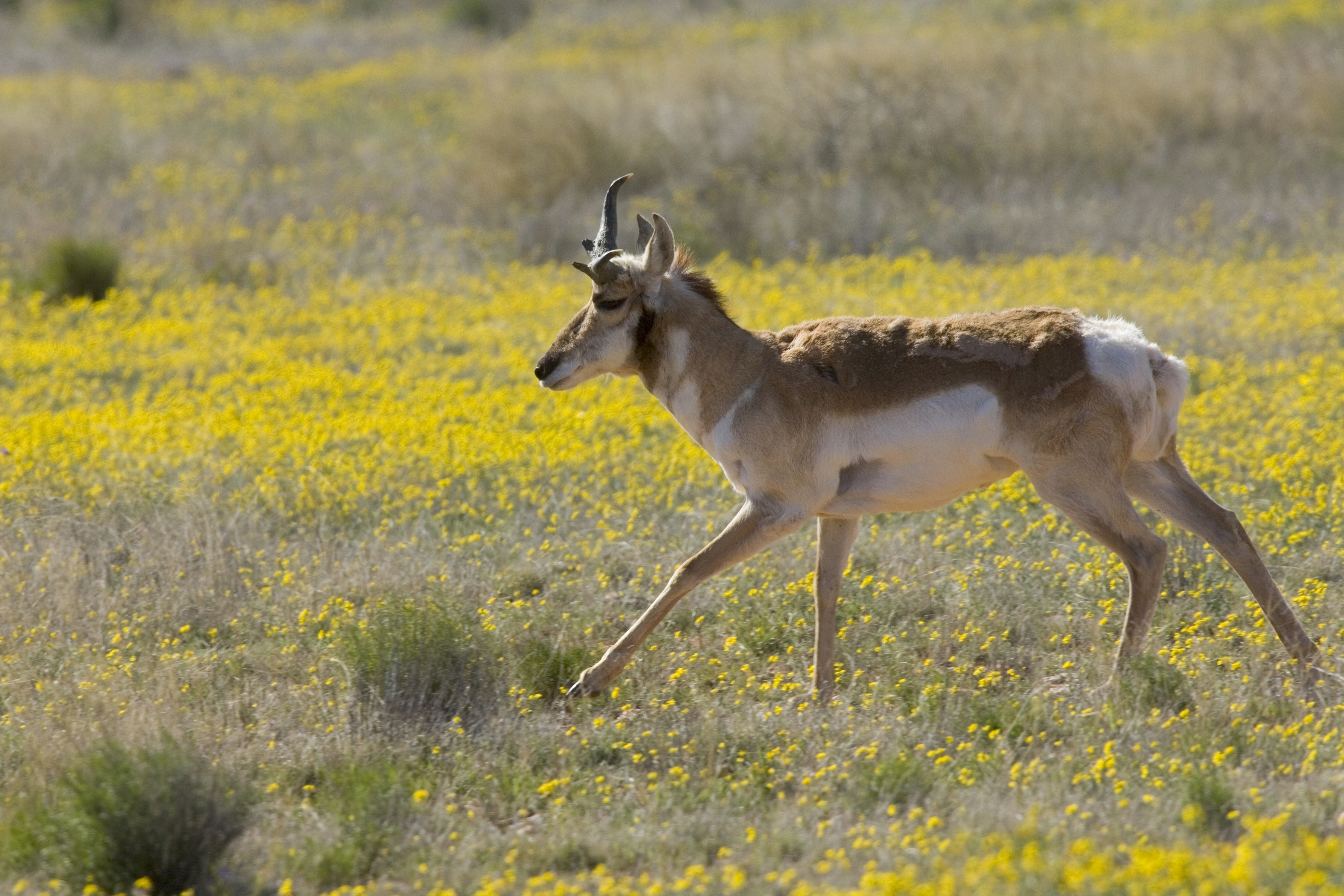 Pronghorn Antelope in the Buenos Aires National Wildlife Refuge